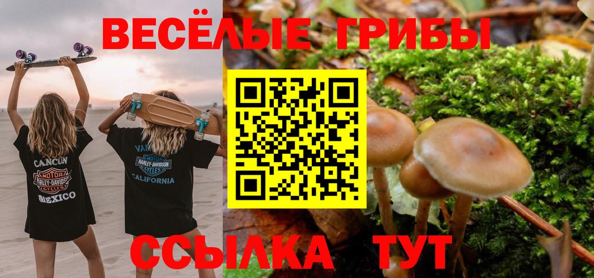Псилоцибиновые грибы Cubensis Мурино